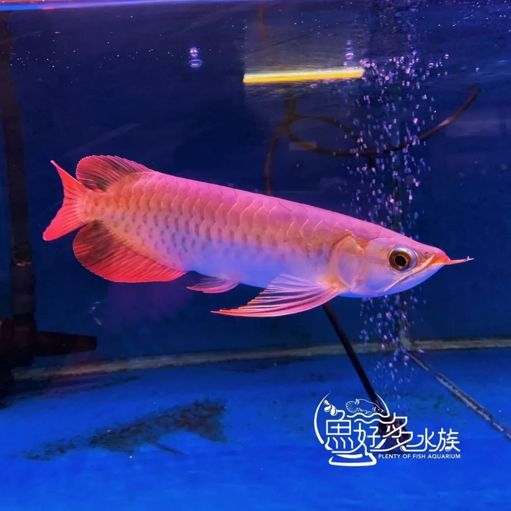 印尼上游 大湖紅龍