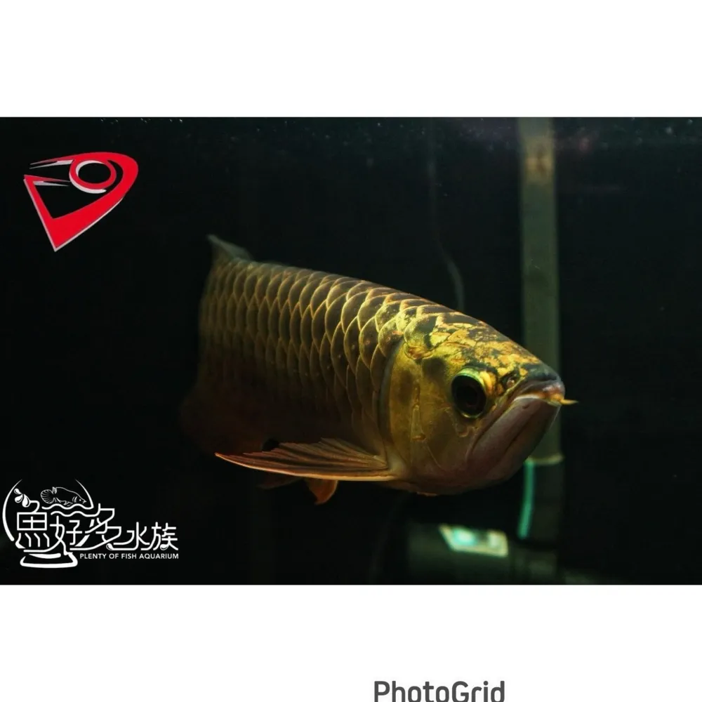 PURE滿盔大金頭過背(重金個體)