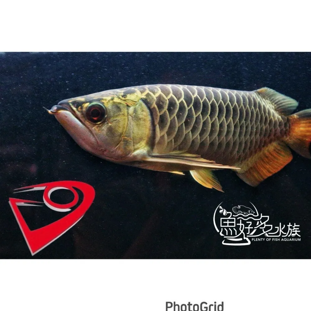 PURE滿盔大金頭過背(背部一條龍個體)