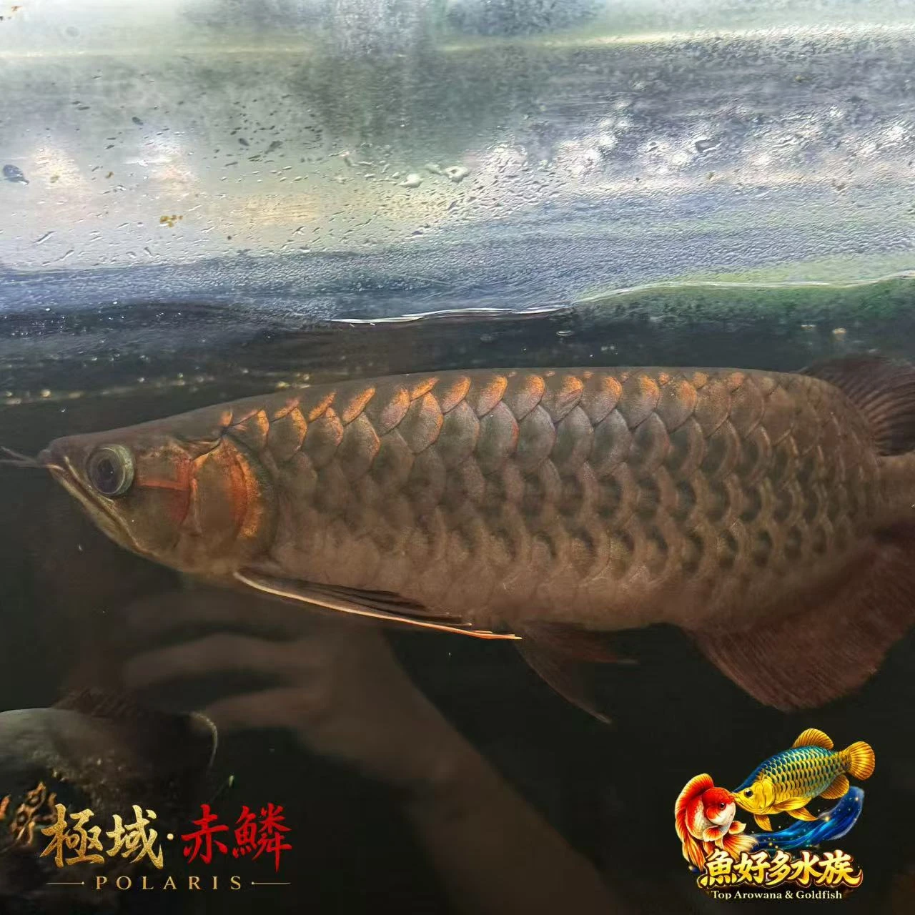 極域｜赤鱗紅龍