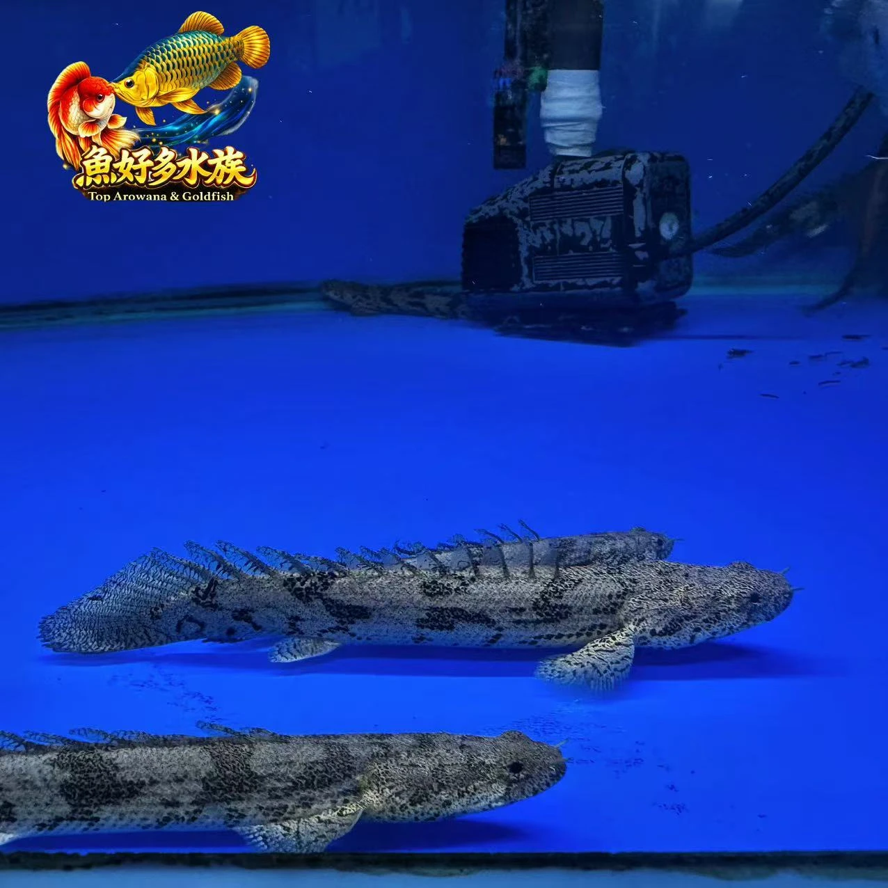 虎斑恐龍王