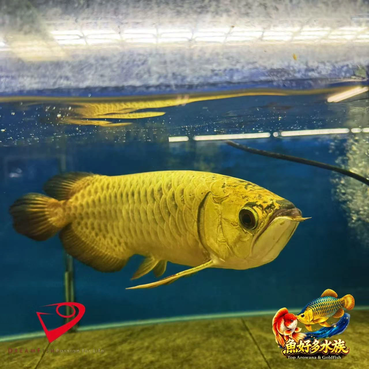 PURE滿盔大金頭過背