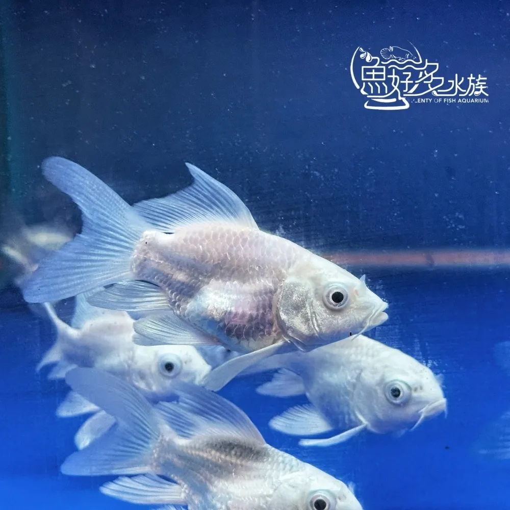 短身白金蝴蝶龍鯉