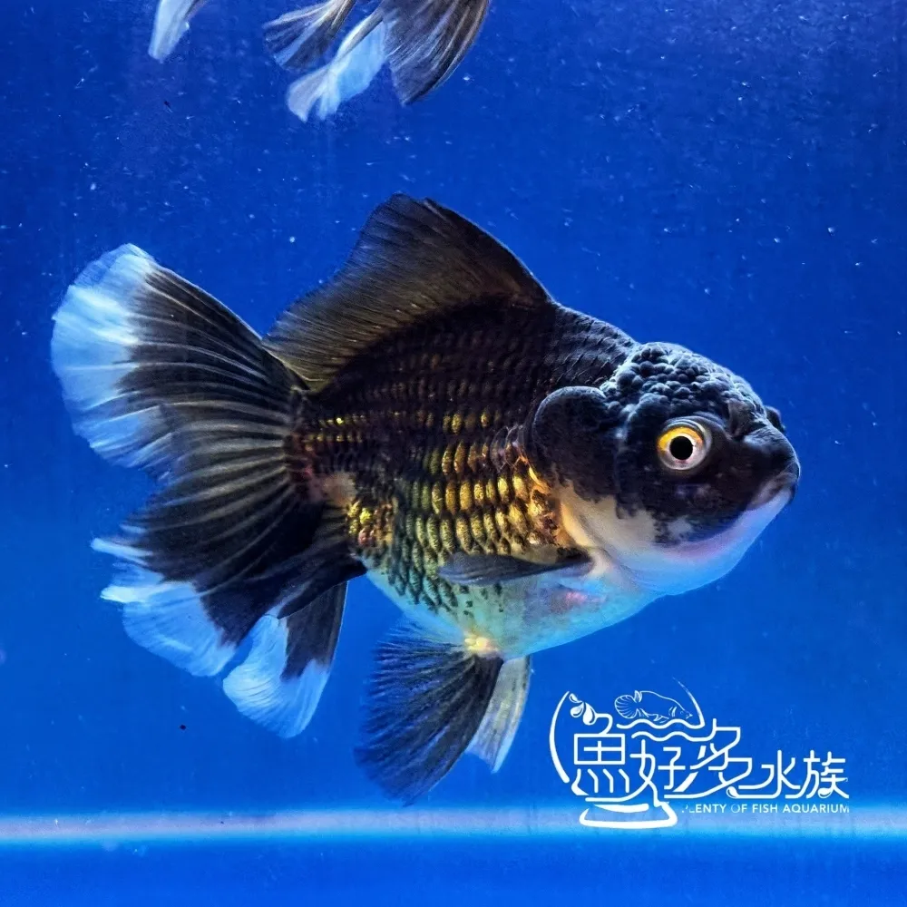 原裝進口 百褶尾黑泰獅