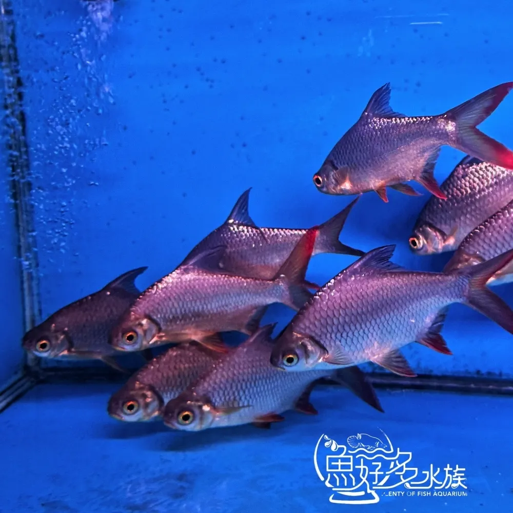 泰國鯽