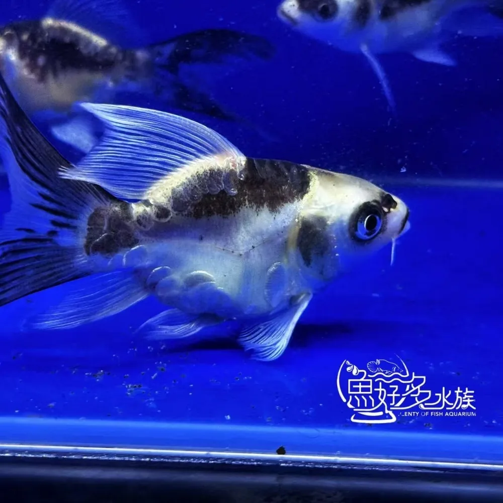 短身瑪雅蝴蝶龍鯉