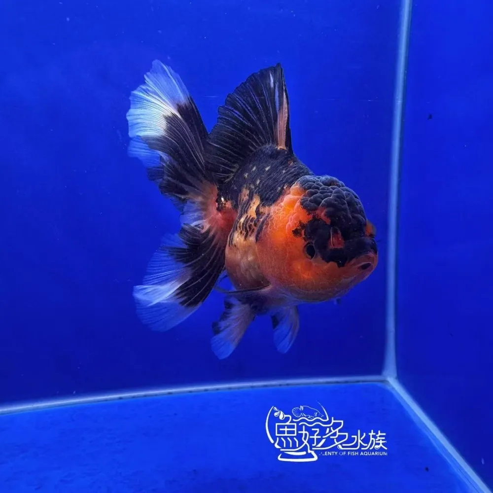 原裝百褶尾泰獅(包金配色)