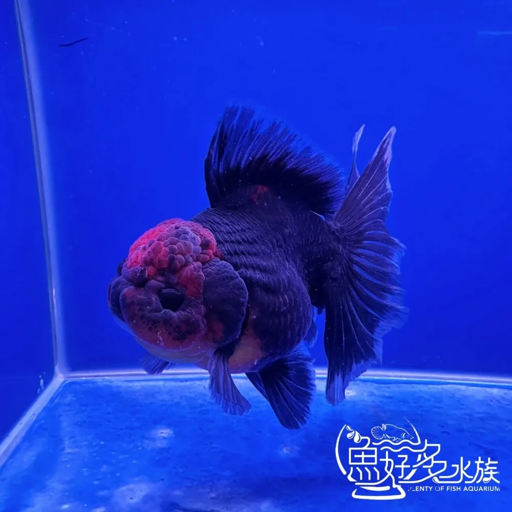 原裝百褶尾泰獅(麒麟紅頭)