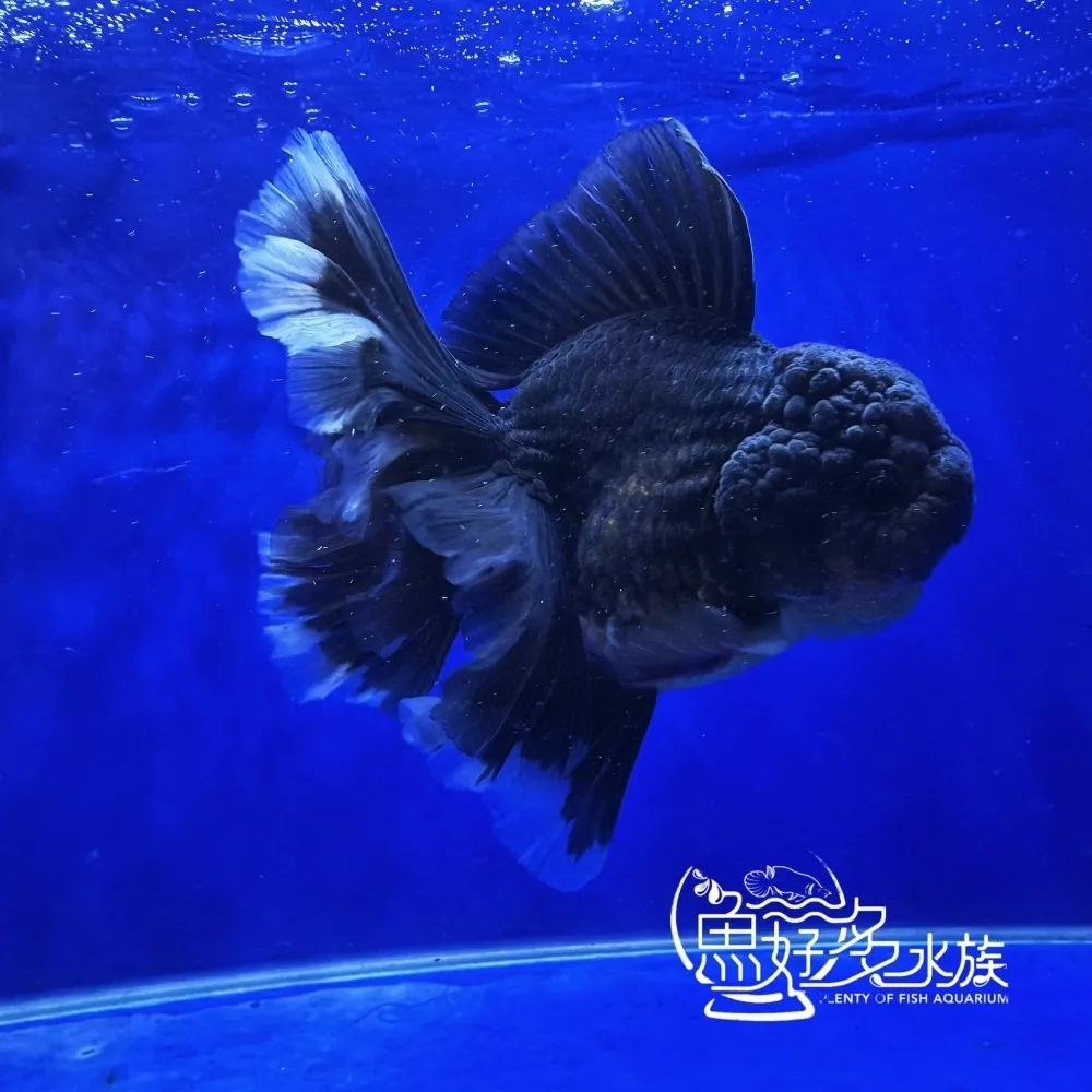 原裝進口玫瑰尾黑泰獅