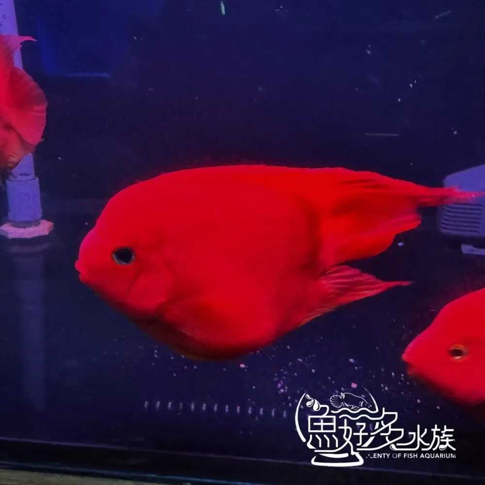 原裝進口 精品紅元寶