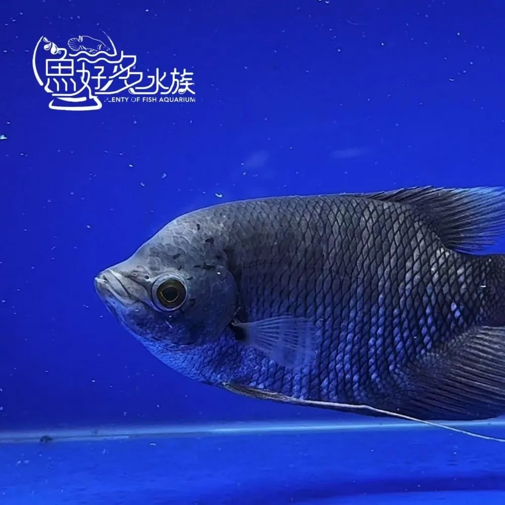 灰戰船