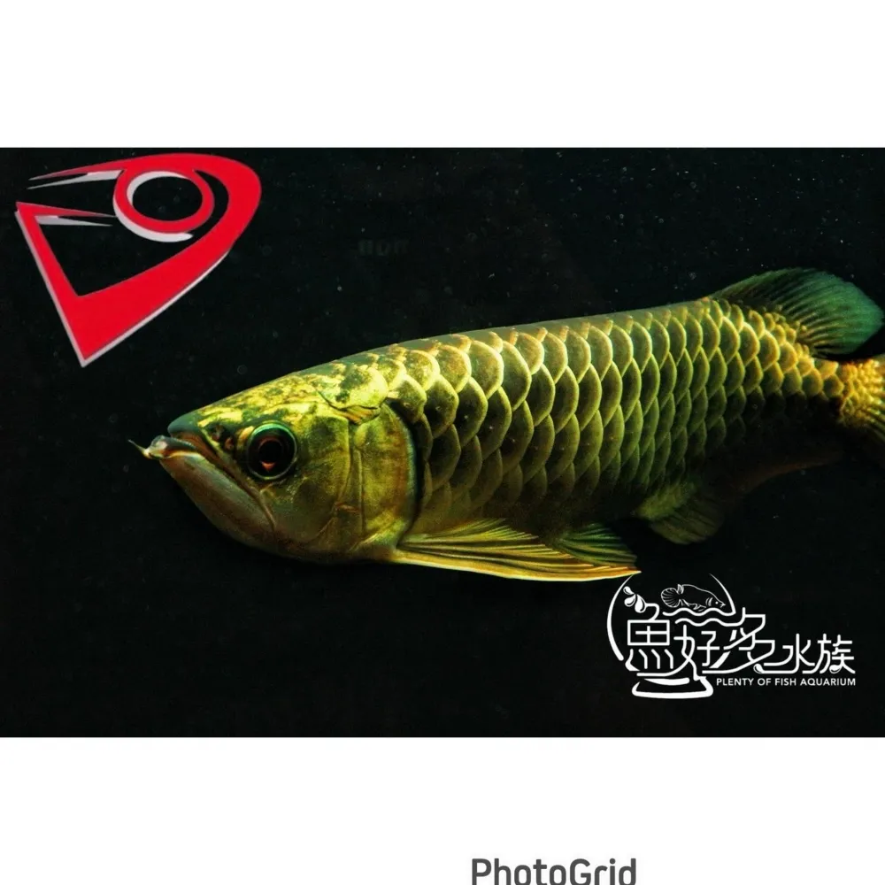 PURE滿盔大金頭過背(背部一條龍個體)