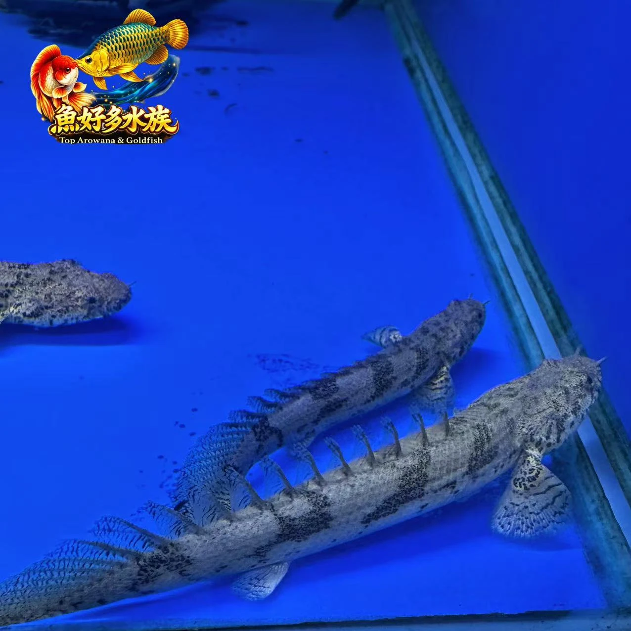 虎斑恐龍王