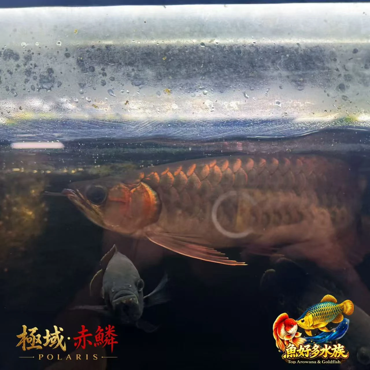 極域｜赤鱗紅龍