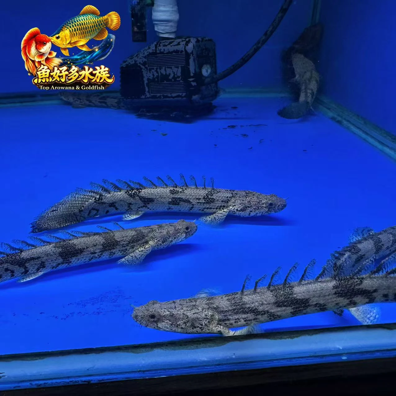 虎斑恐龍王