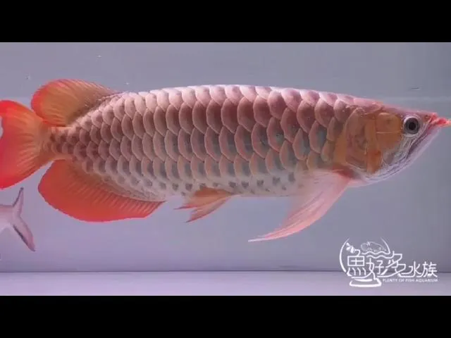 已收訂，確定引進，特殊個體、巧克力紅龍