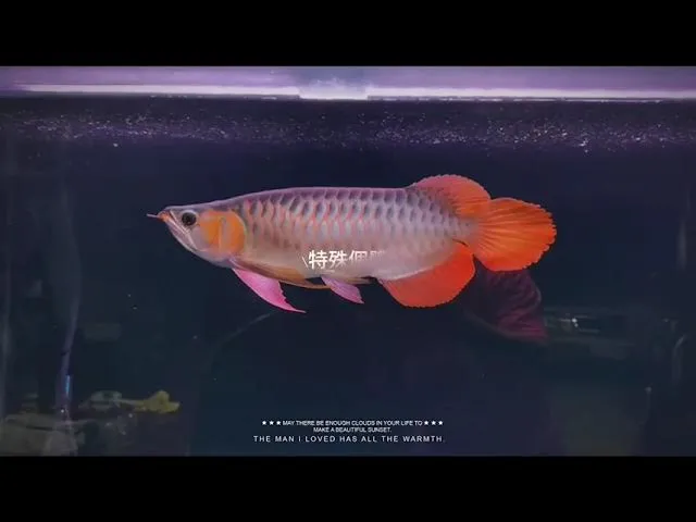 感謝台南李大哥支持，特殊個體 精品紅龍，大趴尾 金屬感濃厚的鱗底