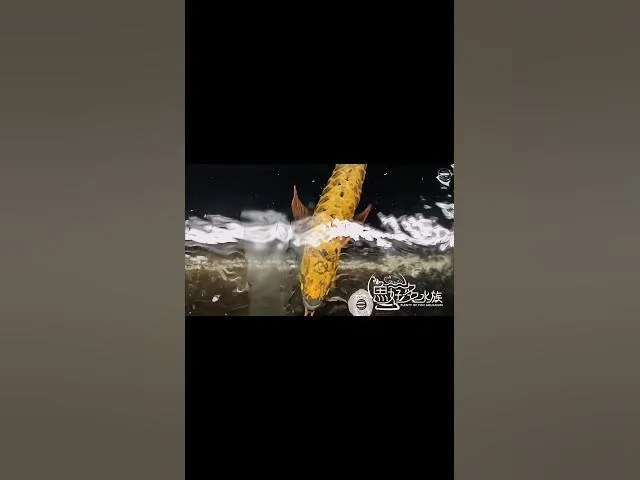 水中金條 PURE滿盔大金頭過背