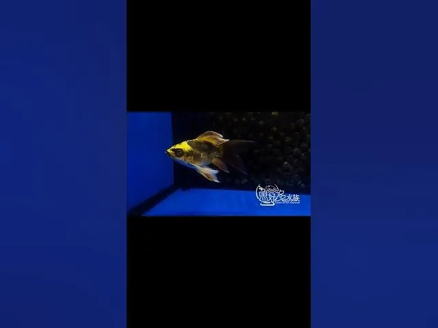 古銅金-短身熊貓蝴蝶龍鯉