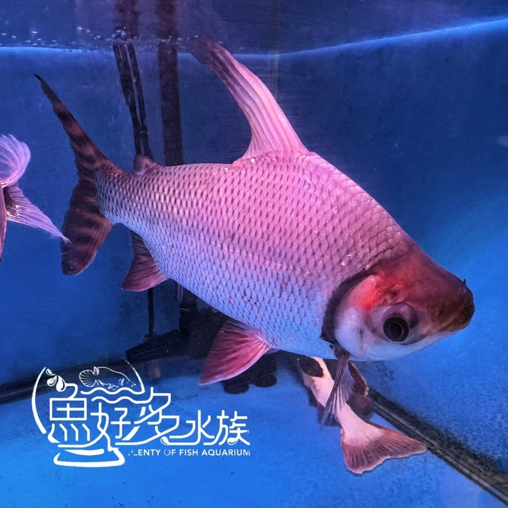 高翅飛鳳 11尾線
