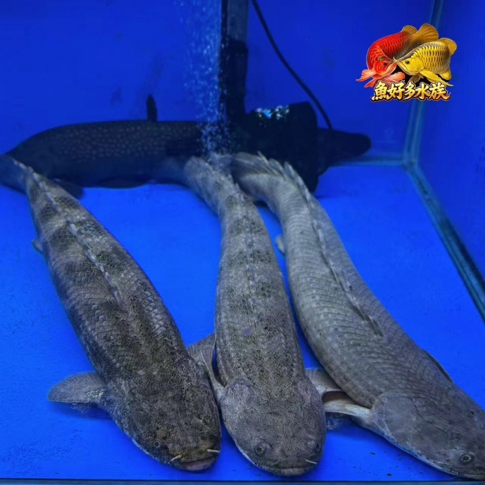 野生安室恐龍王