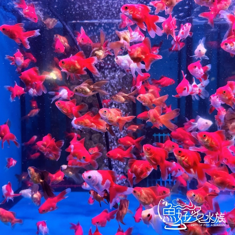 紅白小獅頭