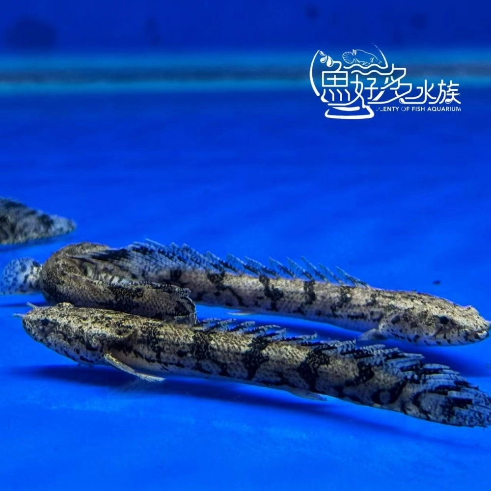 虎斑恐龍王