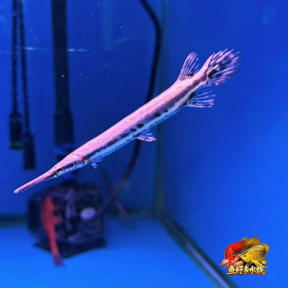 鱷魚火箭