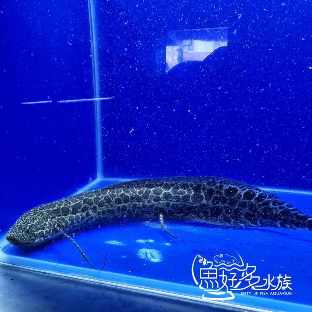 滿紋維多利亞肺魚