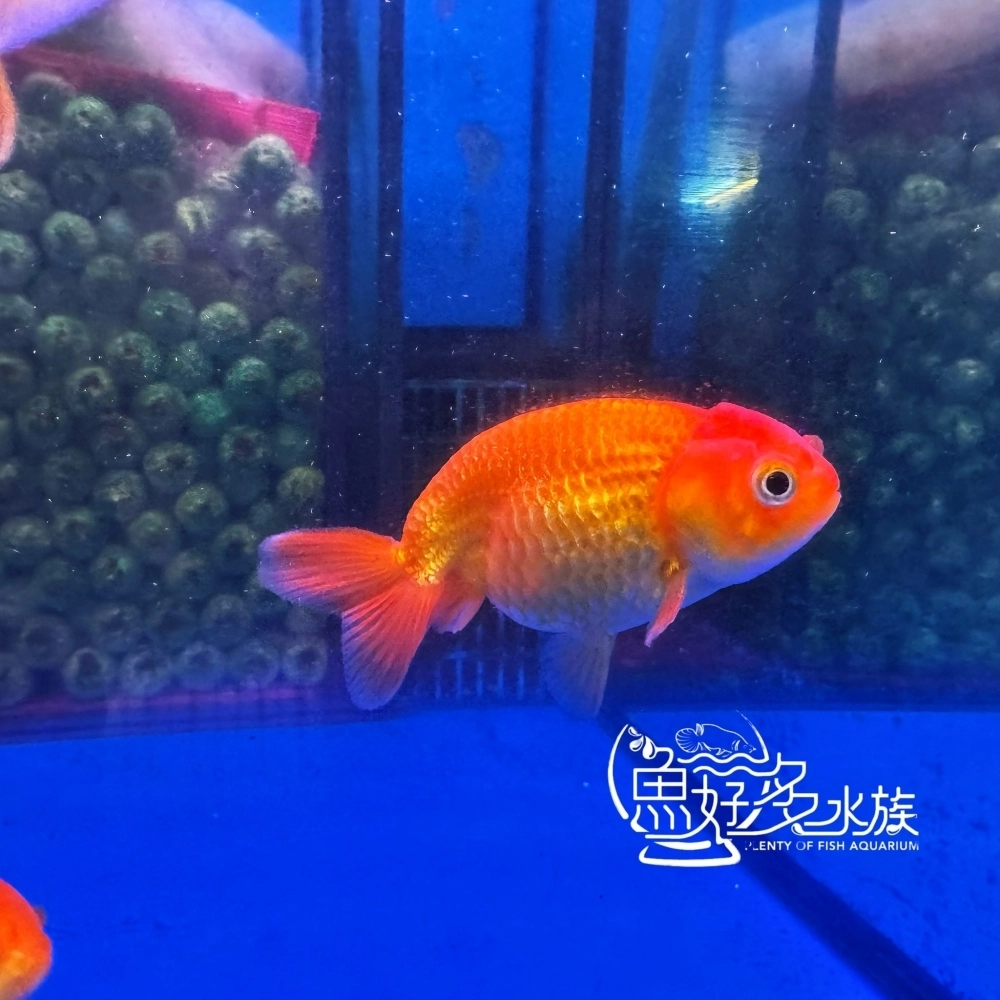 紅蘭壽