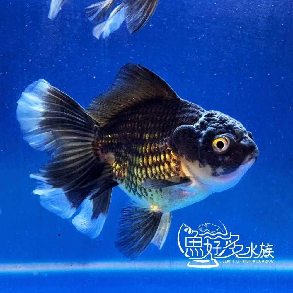原裝進口 百褶尾黑泰獅