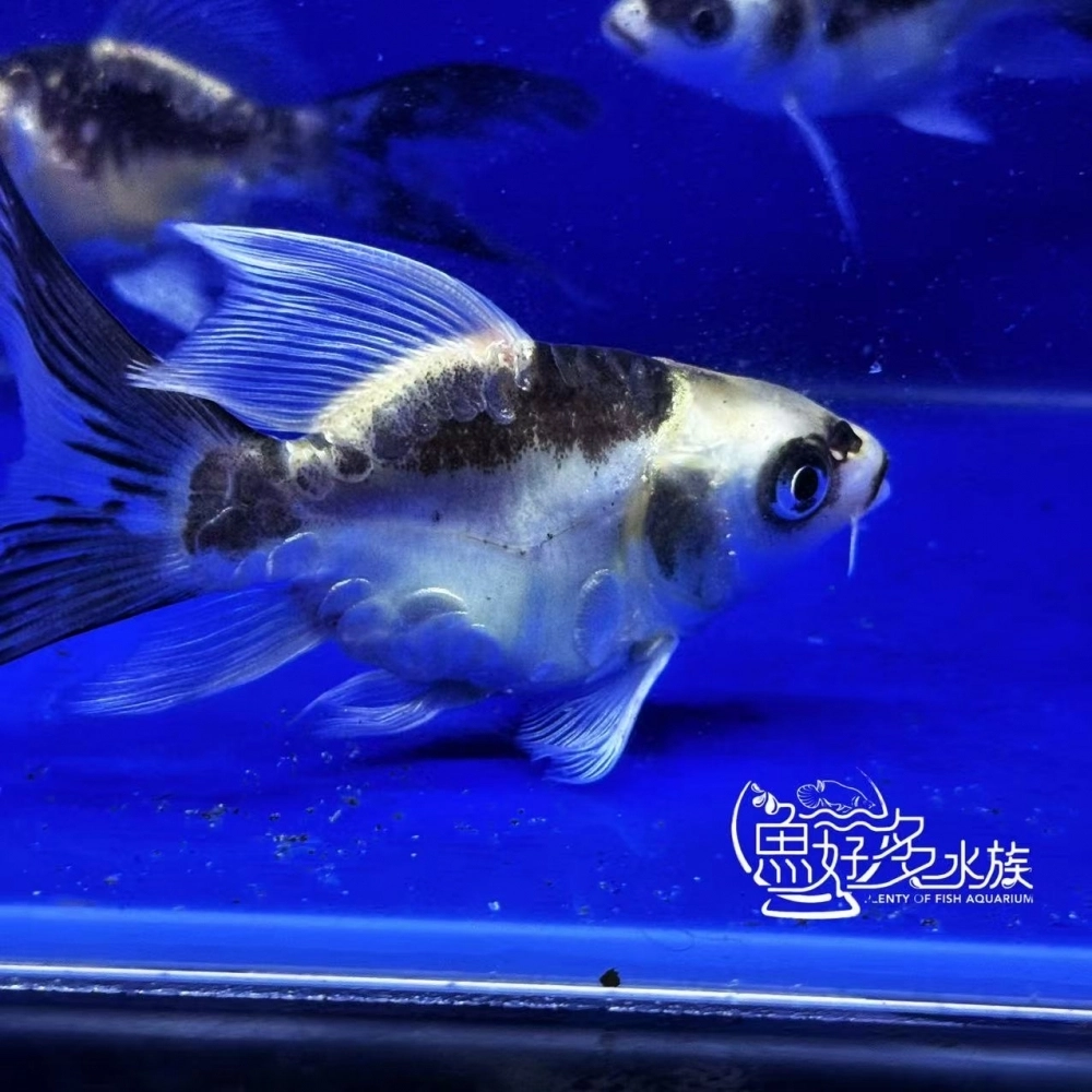 短身瑪雅蝴蝶龍鯉