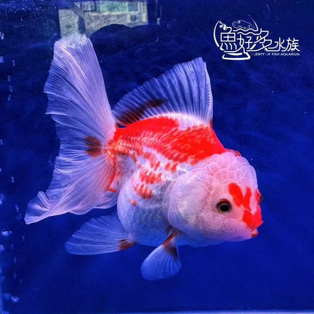 原裝百褶尾泰獅(紅白鹿子、玉印)