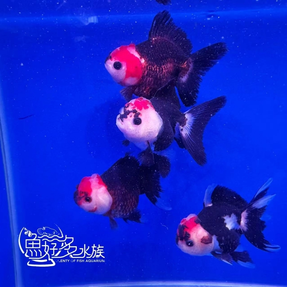 三色瑪莉泰獅