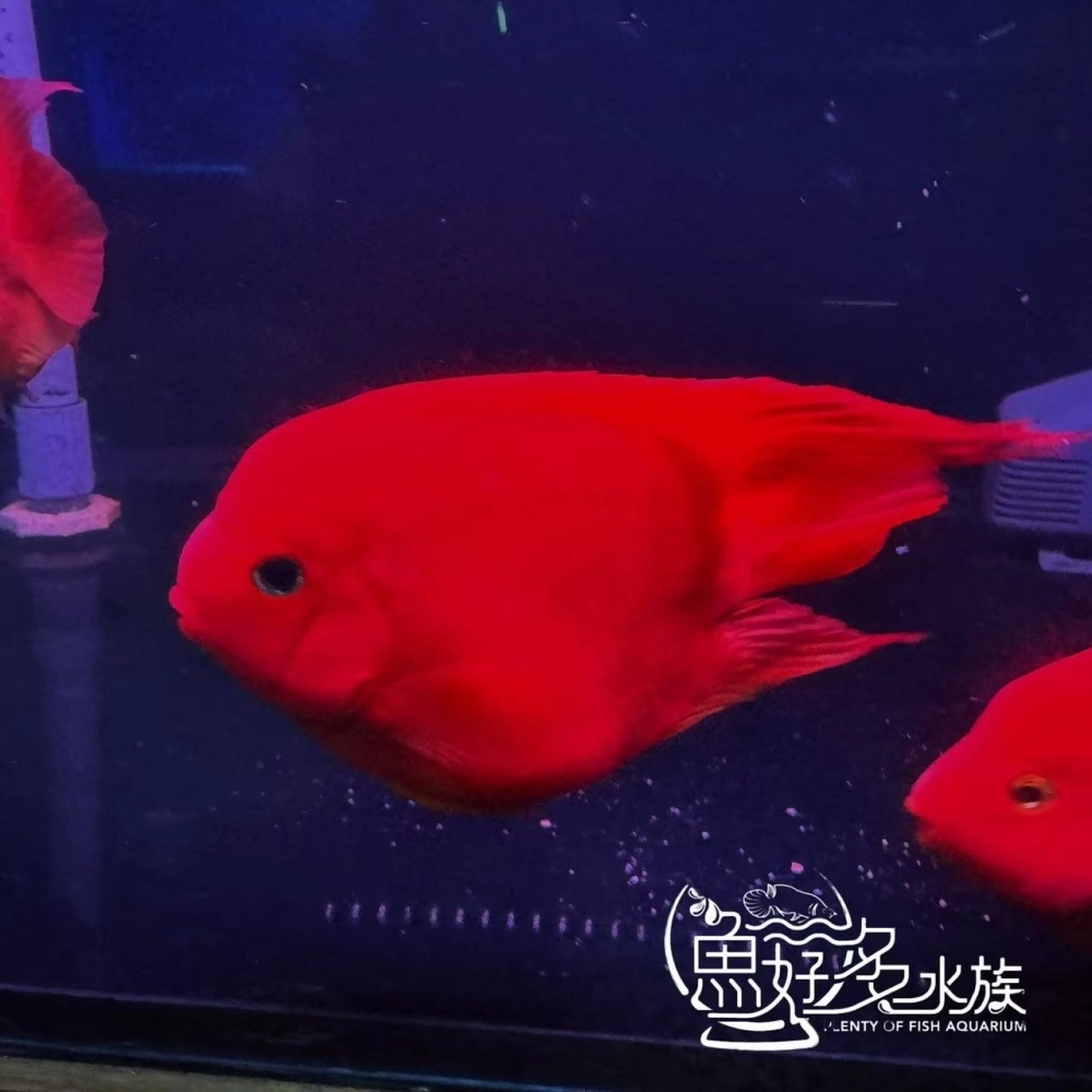 原裝進口 精品紅元寶