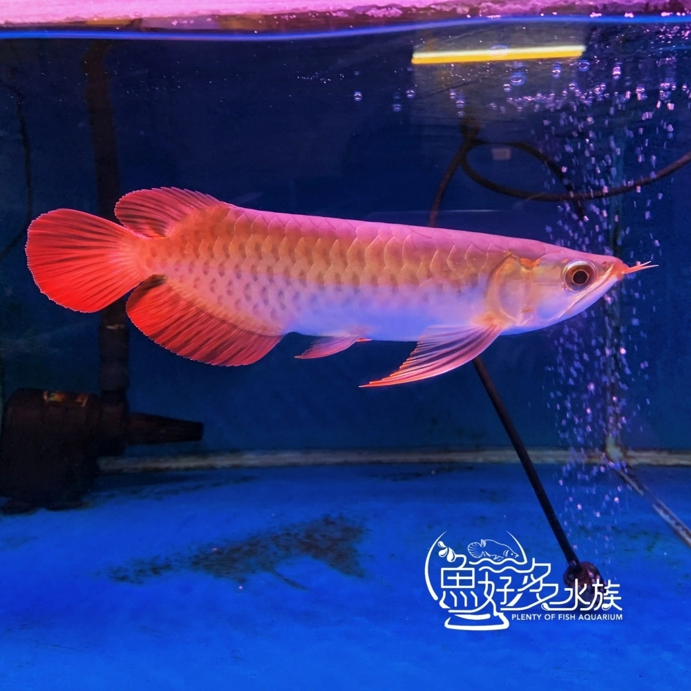 印尼上游 大湖紅龍
