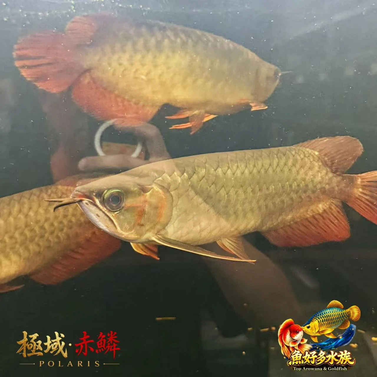 極域｜赤鱗紅龍
