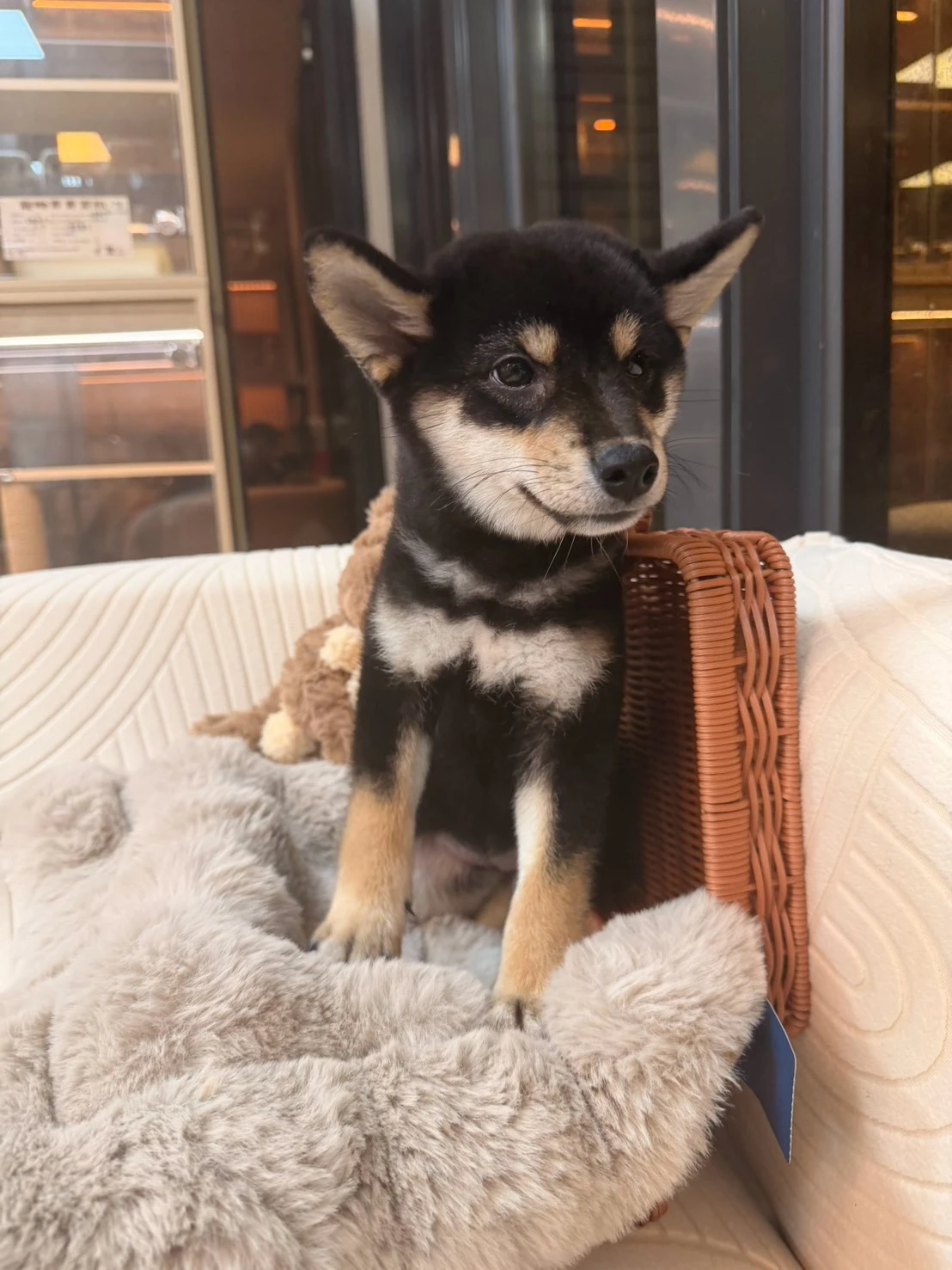 赤褐色眉點黑柴犬妹妹