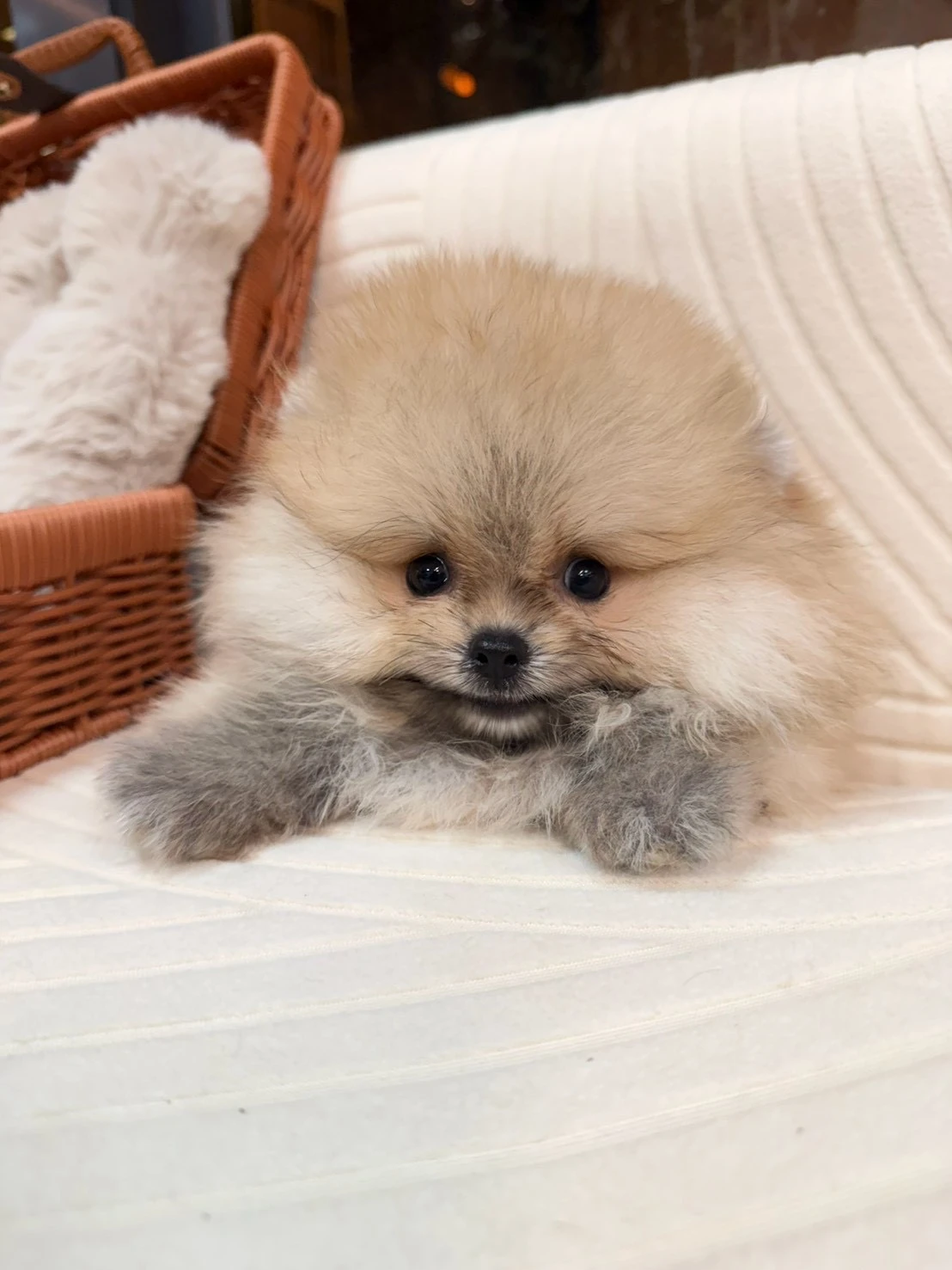 賽級博美犬｜微笑小寶寶