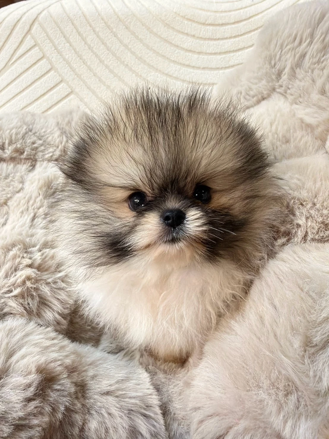  博美犬｜圓滾滾小甜豆