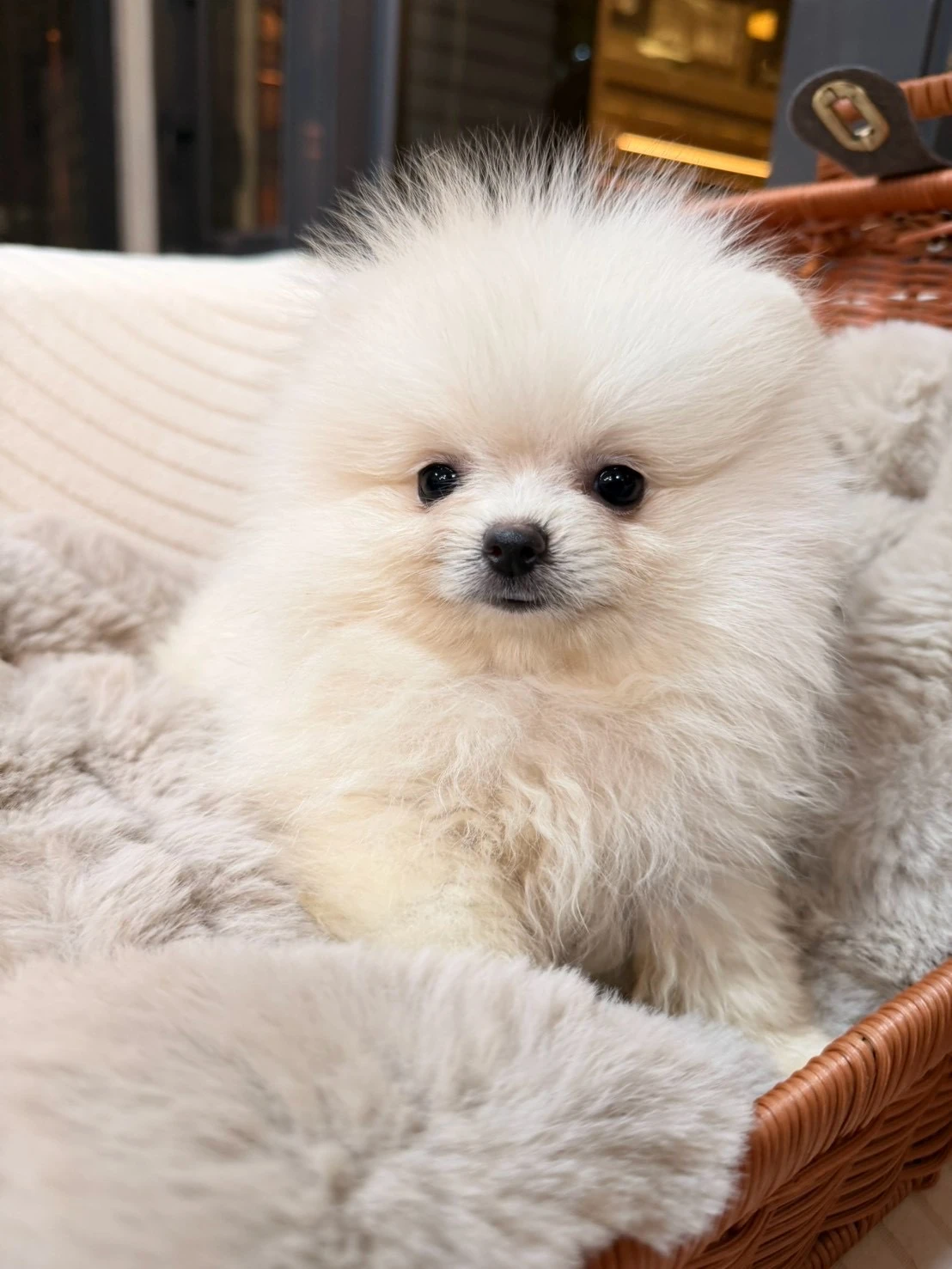 博美犬｜奶油小公主妹妹