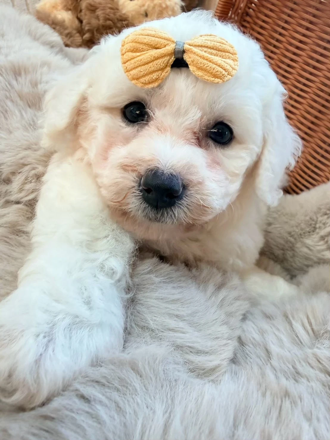 比熊妹妹