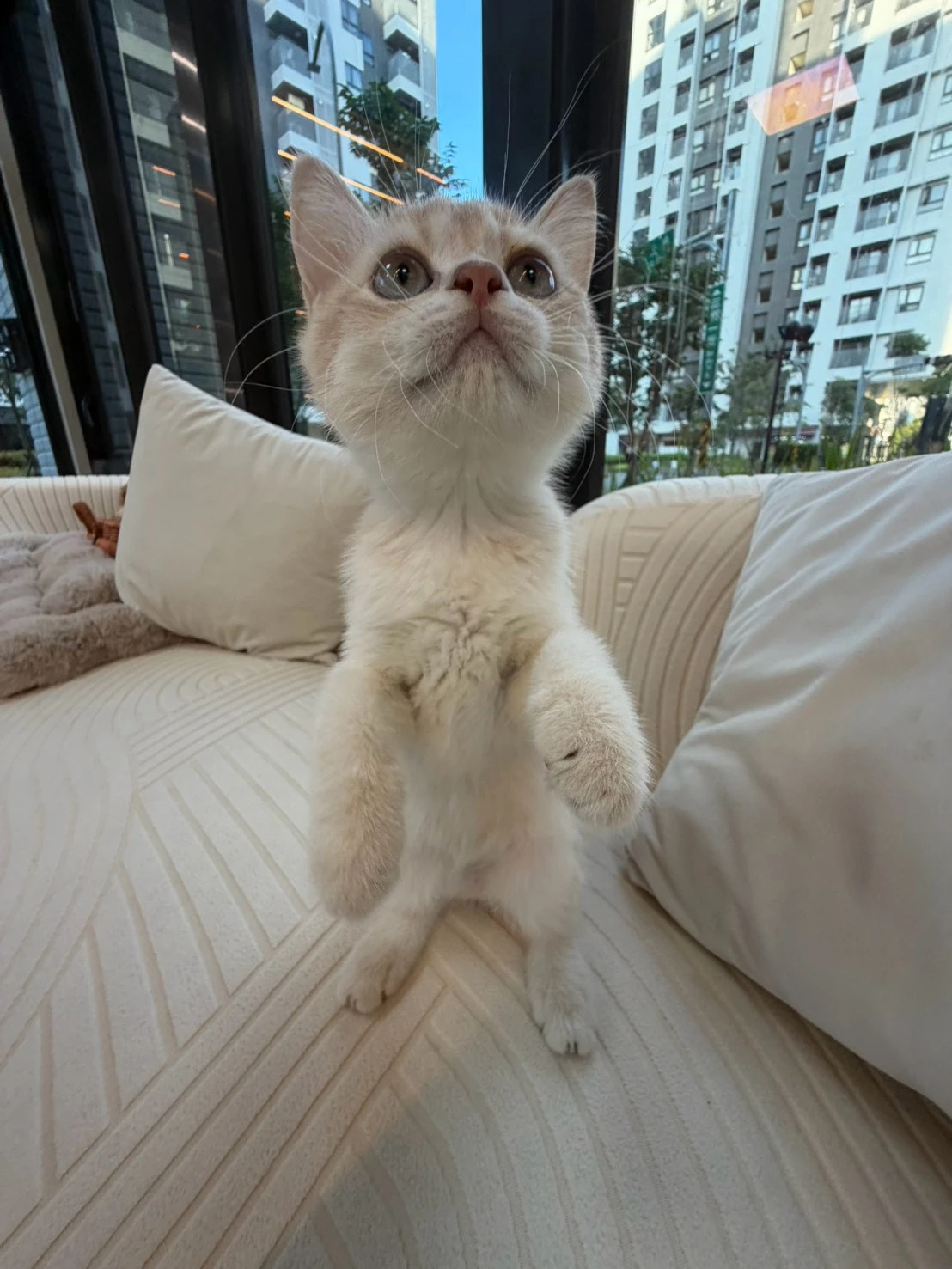 焦糖藍金寶