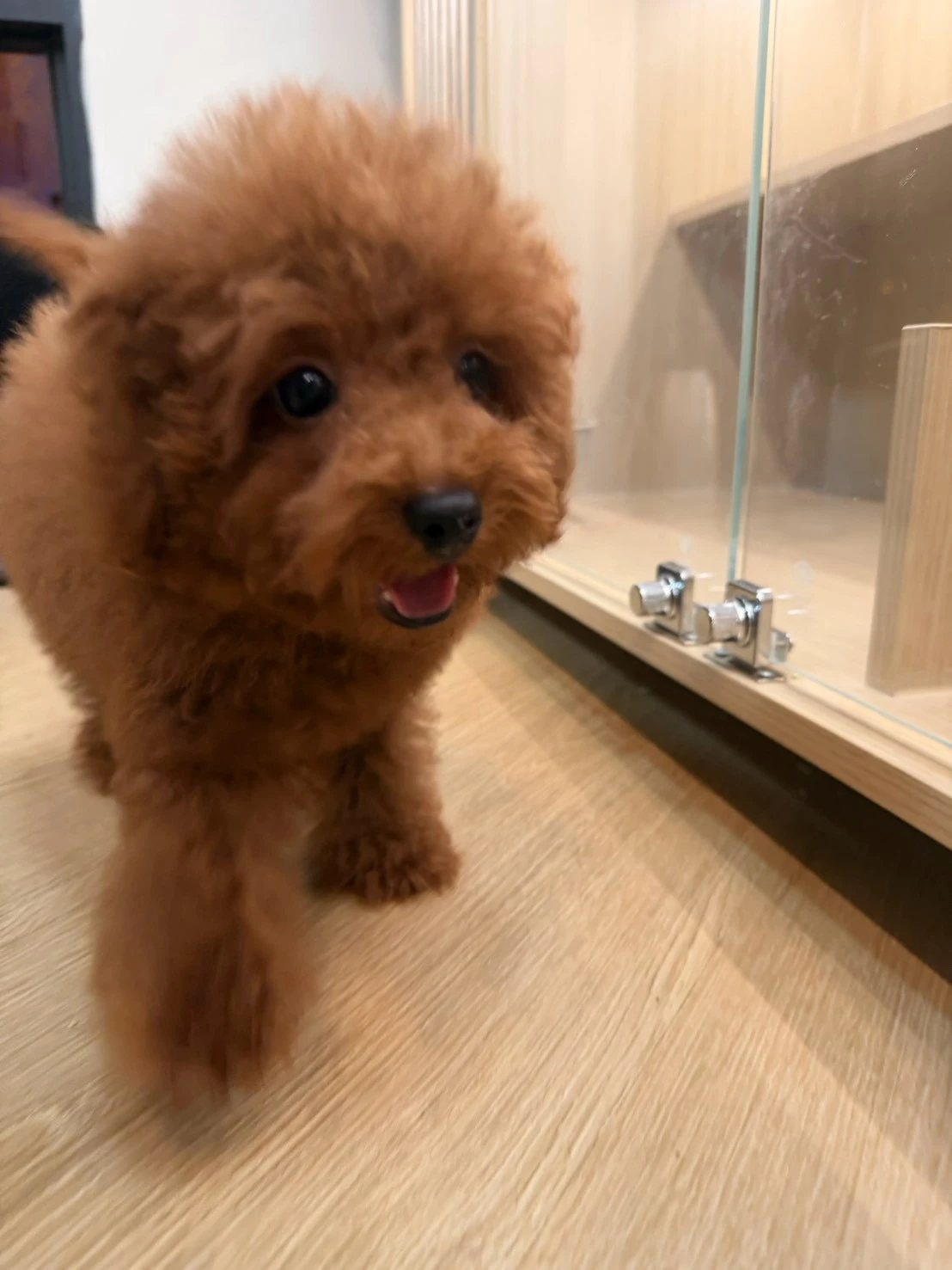 紅貴賓寶寶