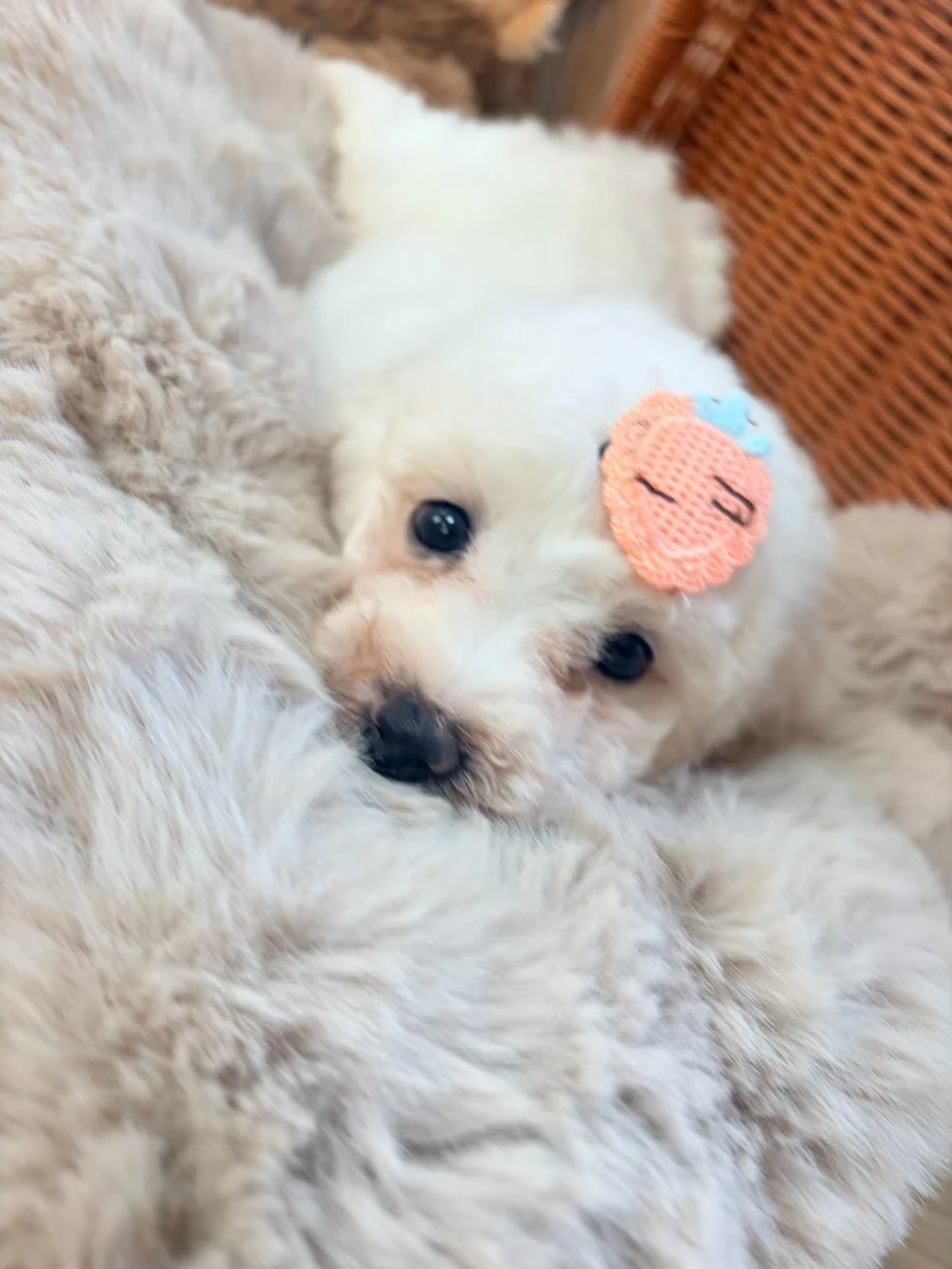比熊妹妹