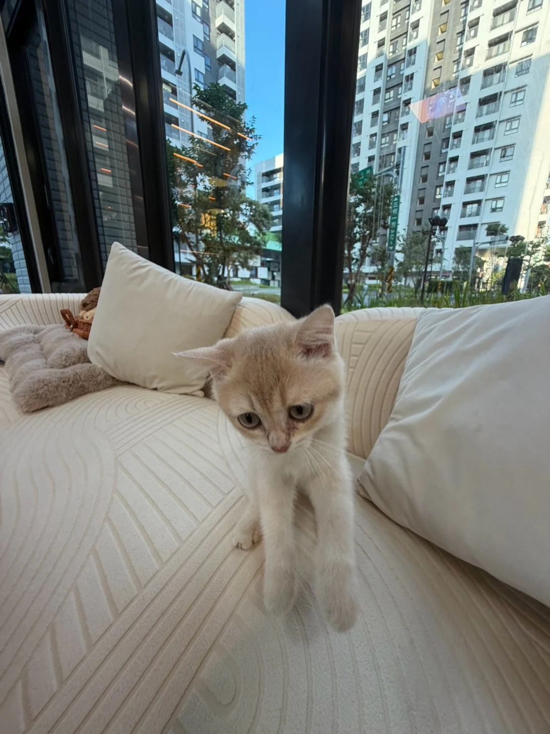 焦糖藍金寶