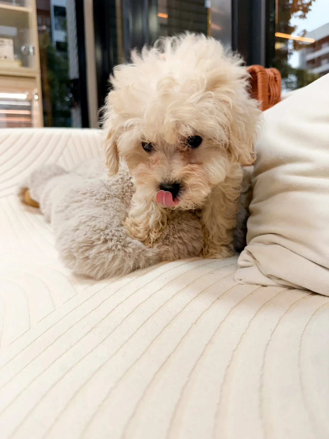 馬爾泰迪 寶寶8105