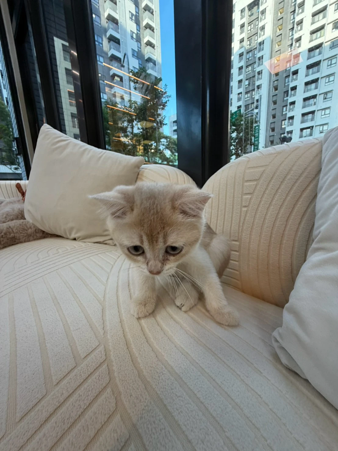 焦糖藍金寶