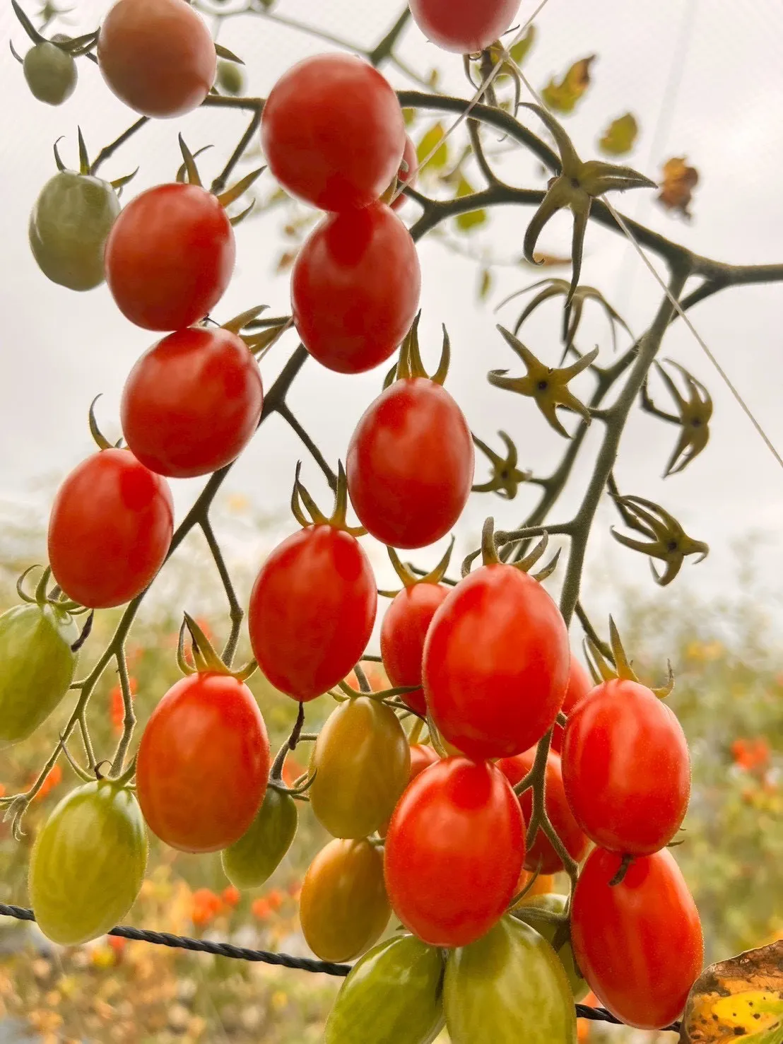 超好吃美濃產 金螢/玉女小蕃茄