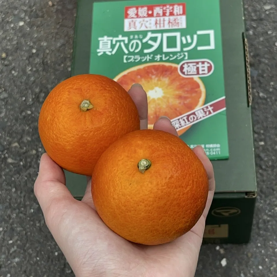 日本愛媛縣血橙